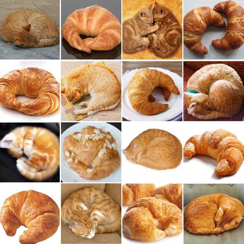 cat croissant